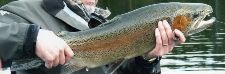 used to be a steelhead.jpg