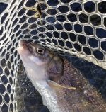 20230211_patswhitefish.jpg