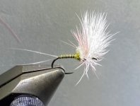 bwo.jpg