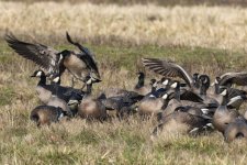 A01CacklingGeese8297.jpg