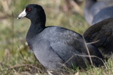 A04AmericanCoot8388.jpg