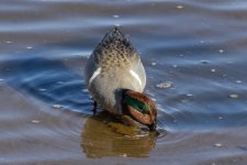 A05GreenWingedTealDrake8412.jpg