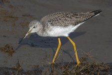 A06GreaterYellowlegs8437.jpg