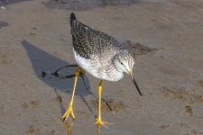 A07GreaterYellowlegs8448.jpg
