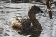 A09PiedBilledGrebe8531.jpg