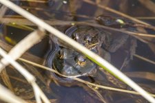 A10RedLeggedFrog&BullFrogAmplexus8496.jpg