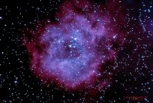 Rosette N - 02-18-2022-redo-destar-Adjust copy.jpg