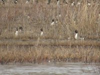 IMG_3765.JPG