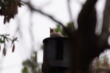 858C6AEE-AAA3-4C07-BE51-1FD0926BF67B_1_105_c.jpeg