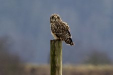 ShortEaredOwl8562.jpg