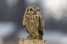 ShortEaredOwl8594.jpg