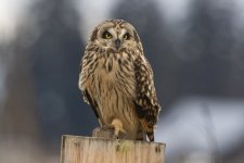 ShortEaredOwl8602.jpg
