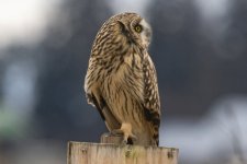 ShortEaredOwl8606.jpg