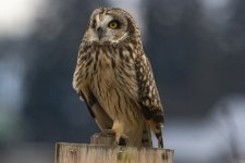 ShortEaredOwl8608.jpg
