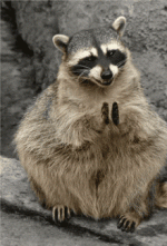 pike-raccoon.gif