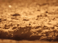meerkat-hide.gif