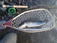 bull trout bull trout