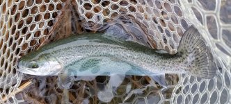 20230301_trout.jpg