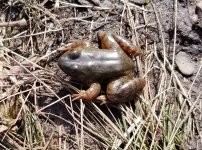 20230303_frogjpg.jpg