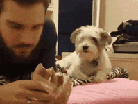 funny-hungry-dogs-begging-food-203-5b48a0a13e7c4__605.gif