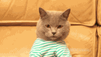 9860DFB0-3A2E-4F69-9F2D-80568A239436.gif