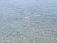 IMG_4006.JPG