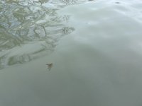 1C792DB9-FA4F-4773-91BB-E8E24961A624.jpeg
