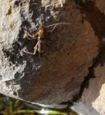 20230308_bug2.jpg
