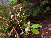 r.dauricum_alba-03.10.23.jpg r.dauricum_alba-03.10.23.jpg