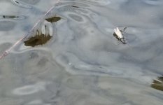 20230311_floater.jpg 20230311_floater.jpg