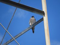 IMG_4069.JPG IMG_4069.JPG