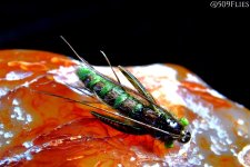 DSC_0433 - edit 1.jpg