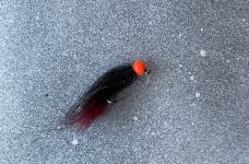IMG_2201.jpg