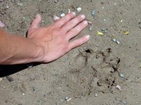 Wolf track - 1.jpeg Wolf track - 1.jpeg