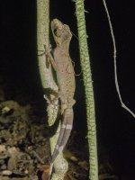 ChaemeleonGeckoWithNematomorphP7252320.jpg