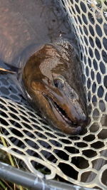 IMG_4159.PNG IMG_4159.PNG
