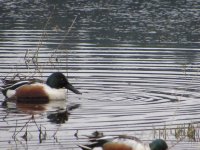 IMG_1448.JPG