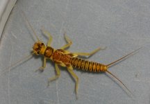 rickera kogotus1.jpg
