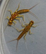 rickera kogotus2.jpg