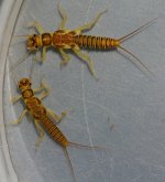 rickera kogotus3.jpg