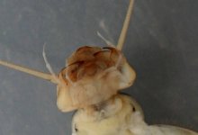 rickera kogotus4.jpg