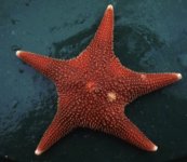 Antarctic starfishNew.jpg