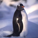 Gentoo penguinNew.jpg