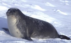 Weddell sealNew.jpg