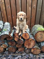 cedar on alder.jpg cedar on alder.jpg