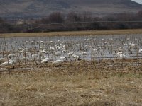 IMG_4145.JPG