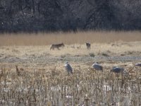 IMG_4194.JPG