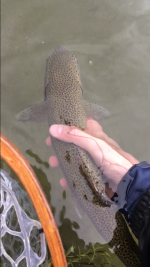 IMG_0323.PNG IMG_0323.PNG