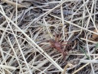 klickitat spider.jpg