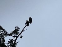 BBA85606-D5EC-4CE2-822E-A1A5DA8CBA5A.jpeg BBA85606-D5EC-4CE2-822E-A1A5DA8CBA5A.jpeg